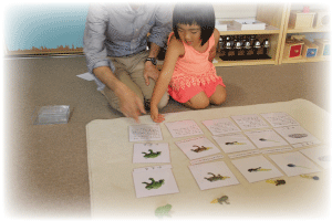 お仕事_かえるの一生